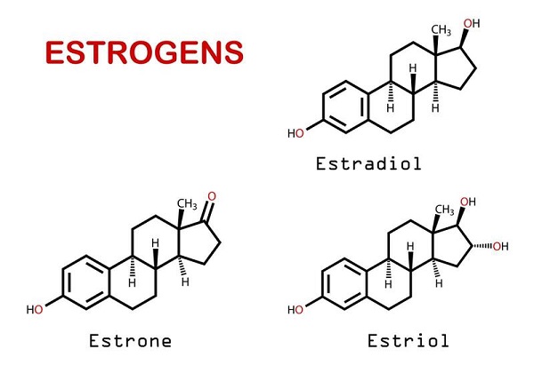 estrogen được sinh ra ở đâu