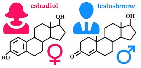 estrogen và testosterone