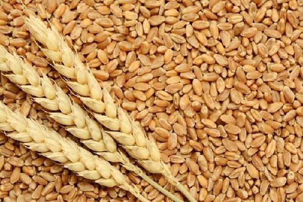 Lúa mì nguyên cám chứa lượng phytoestrogen dồi dào