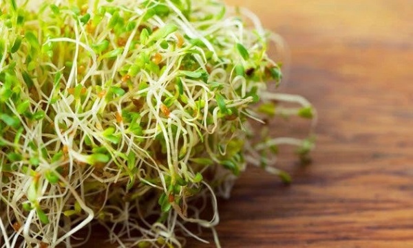 Mầm cỏ linh lăng hỗ trợ tăng lượng estrogen trong cơ thể