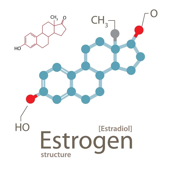 Estrogen là hormone đặc biệt giúp phân biệt nữ giới với nam giới