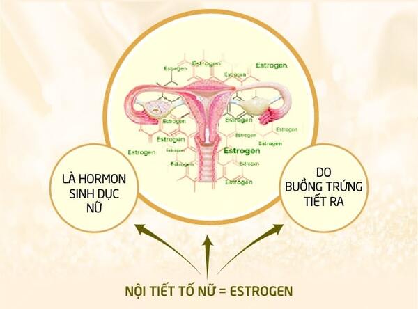 (Estrogen) Nội tiết tố nữ là gì?