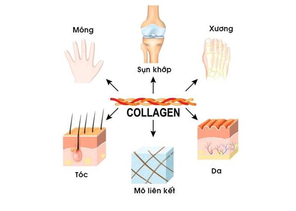 Collagen là thành phần chính của mô liên kết